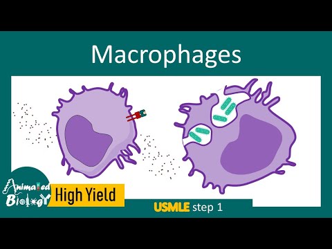 Macrophages and its role in immunity | Macrophage and inflammation