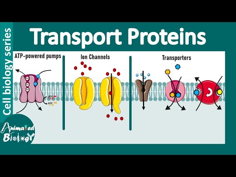 Transport proteins in the plasma membrane |Membrane transport| Channels, carriers & ATP driven pumps