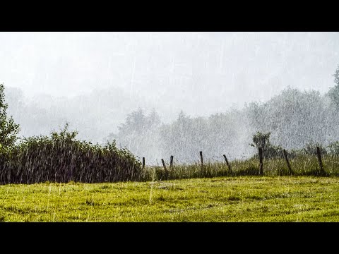 Rainy Field Screensaver (No Sound) — 4K UHD