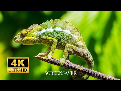 Chameleon Photography—Wallpaper Slideshow/Screensaver In 4K Ultra HD | No Music | Vibrant Colours