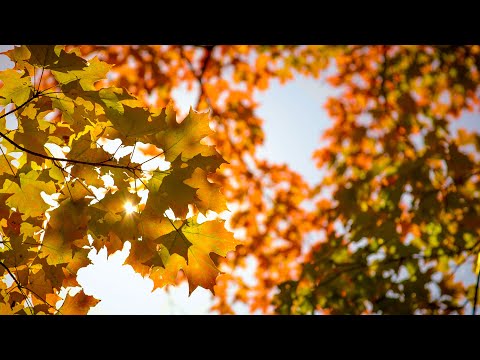 Autumn Color Background Screensaver (No Sound) — 4K UHD