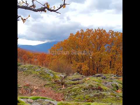 🍂 Serene Autumn Ambience