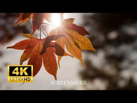 Nature Photography: Wallpaper Slideshow/Screensaver In 4K Ultra HD | Relaxing Nature Sound