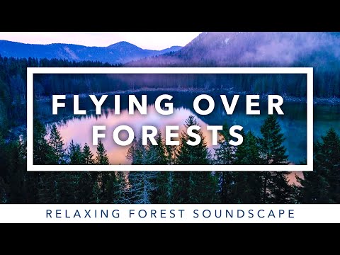 Immersive Nature Sounds: Serene Birdsong And Stunning 4K Drone Views of the Forest