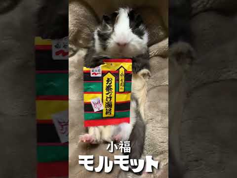 【🐹モルモット🐹】可愛い❣️えぇっ‼️ぬいぐるみ⁉️『小福』