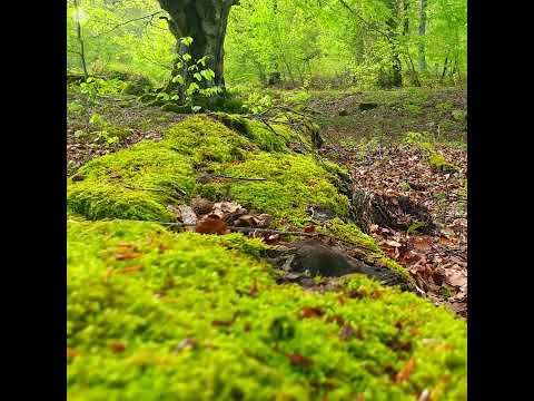 𓍊𓋼𓍊 🌳✩🌳𓍊𓋼𓍊 My definition of P e a c e 𓍊𓋼𓍊 🌳The Forest is a place of peace