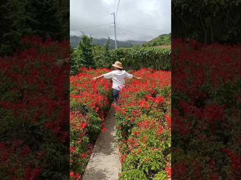 ANG GANDA NG FLOWERS DITO SA APO GARDEN #yt #shortvideo #ytshorts #youtubeshorts