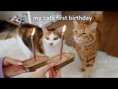 Kittens first birthday turning 1 year old