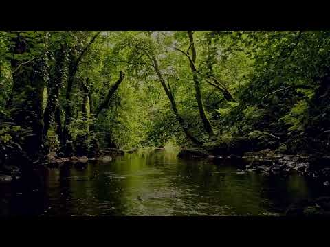 RELAXING FOREST SOUNDS, FLOWING WATER AND GENTLE BIRDSONG FOR DEEP SLEEP