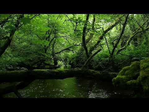 RELAXING SOUNDS OF FOREST STREAM WITH GENTLE NIGHTINGALE BIRDSONG, NATURE SOUNDS FOR DEEP SLEEP