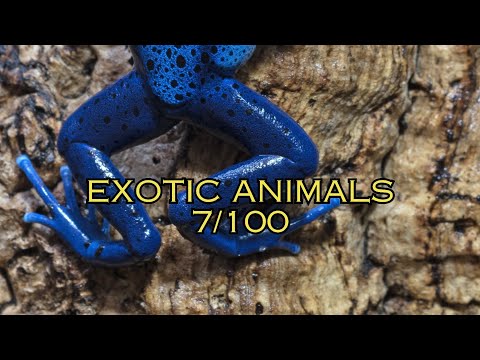 Blue Dart Frog - One of the poinous frog species found on Earth is the next member of our rare anima