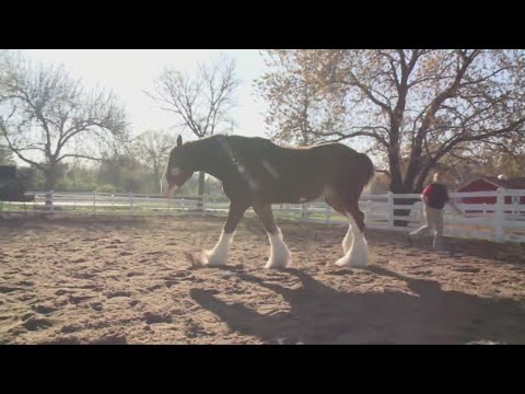 Grant's Farm 2025 season opens with 11 days of animal fun