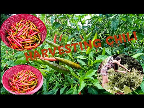 HARVESTING CHILI | YANNI PRETTY VLOG