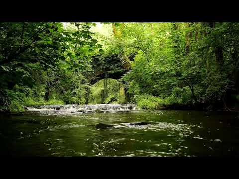 8 HOURS OF FOREST SOUNDS, GENTLE STREAM SOUNDS, BIRDS CHIRPING, RELAXING NATURE SOUNDS