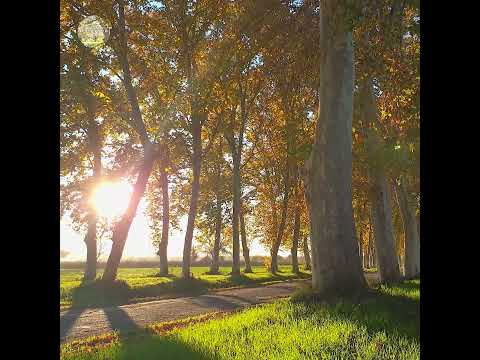 Autumn Therapy 🍁🍄🍂