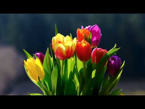 Colorful Tulipans in the Morning Dew | 4K Relaxing Screensaver