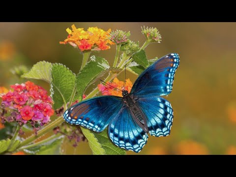 Beautiful Relaxing Music, Peaceful Soothing Instrumental Music,"Peaceful Spring Garden" by Tim Janis