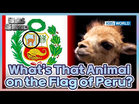 Alpacas, Llamas, and...?🤯 [Animals Are Incredible : EP.11-2] | KBS WORLD TV 250312