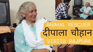 70 years old Dipala Chauhan rescued over 5000 Animals & shelters over 200 at her home in Himachal