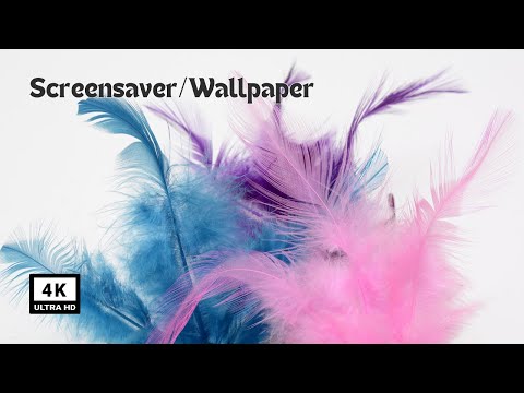 Feather Wallpaper/Screensaver for Demo Devices | Ultra HD 4K | No Music