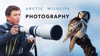 Three Weeks of Wildlife Photography in Arctic Norway