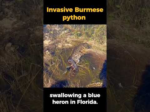 Python swallowing a blue heron in Florida. #python #anaconda #nature #wildnature