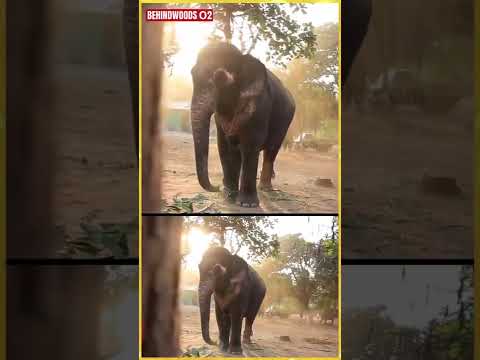 Benz Car uh Irundhalum Break Theva Padum 😍🐘 #aandalelephant #srirangamtemple #thiruvanaikaval