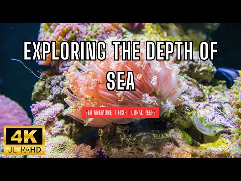 Exploring The Depths Of The Sea 🌊 I Watch Underwater Creatures In HDR (4K) I Sea Anemones Coral Reef