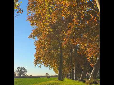 🍁Sometimes all you need is Nature 🍂Warm Autumn Meditation & Birds Singing 🍂