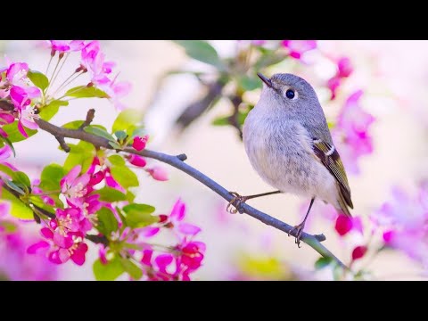 Beautiful Relaxing Music, Peaceful Soothing Instrumental Music, "Spring Serenade" by Tim Janis