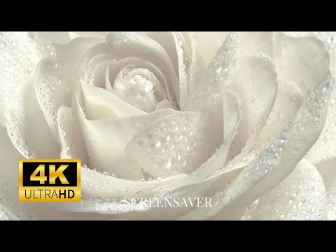 Rose Photography: Wallpaper Slideshow/Screensaver In 4K Ultra HD | No Music | Vibrant Colours