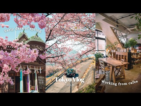 TOKYO VLOG| Early days of Spring, Matsuda Cherry Blossom Festival, Sakura Jingu Shrine, New camera