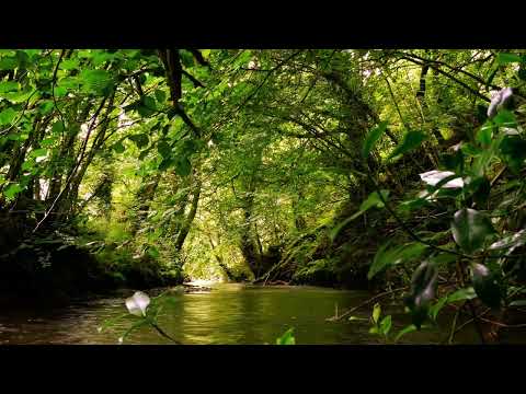 SOUNDS OF THE FOREST, GENTLE BIRDSONG WITH BABBLING BROOK, RELAXING FOREST SOUNDS