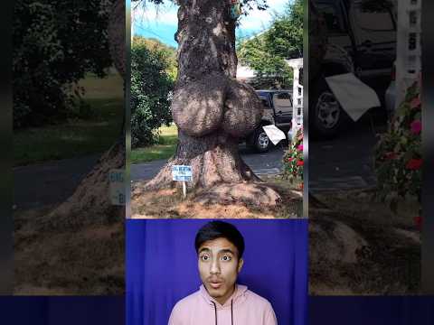 Amazing tree || Respect 🌲😱💯 (part 7)