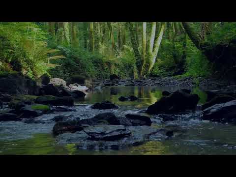 SOOTHING FOREST SOUNDS, SINGING BIRDS AND MURMURING STREAM, RELAXING NATURE SOUNDS