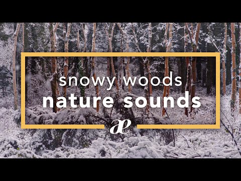 Snow Falling Nature Ambience 4K UHD — Relaxing Snowy Woods Snowfall Sounds