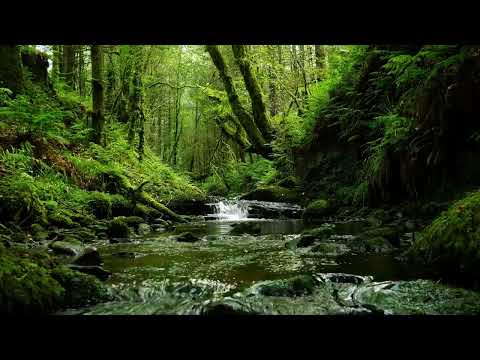 CALMING FOREST SOUNDS, BABBLING STREAM AND RELAXING BIRDSONG FOR SLEEP AND STRESS RELIEF