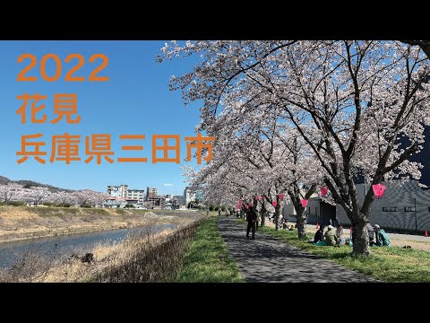 兵庫県三田市にある武庫川沿いの桜並木をドローンで空撮 #shorts #三田市