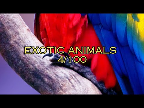 Here's a Beautiful Macaw from the Jungle I Day-4/100 of Exotic Animals