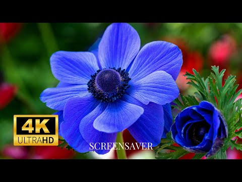 Blue Flowers Photography : Wallpaper Slideshow/Screensaver In 4K Ultra HD | No Music |Vibrant Colour