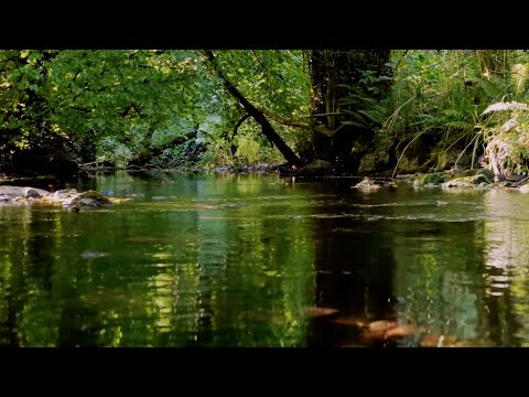 GENTLE BROOK SOUNDS WITH GOLDEN ORIOLE BIRDSONG, INSTANT STRESS RELIEF, RELAXING NATURE SOUNDS