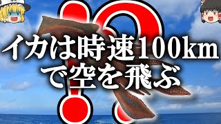 【雑学】イカはしゃべるし空も飛ぶ【ゆっくり解説】