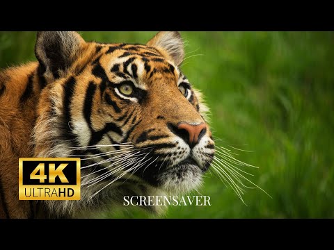 Tiger Photography: Wallpaper Slideshow/Screensaver In 4K Ultra HD | No Music | Vibrant Colours