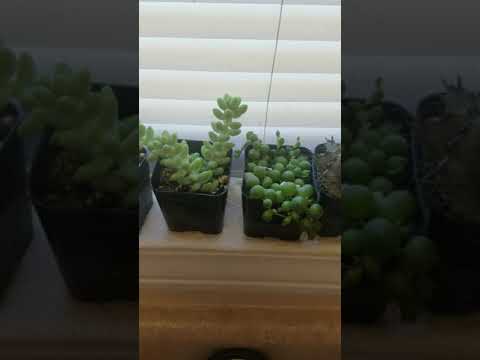 "Excited for these Plants!" - Testimonial