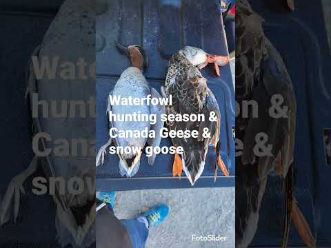 加拿大野鹅20磅 & 雪鹅6磅 Waterfowl hunting season 12-2-2022