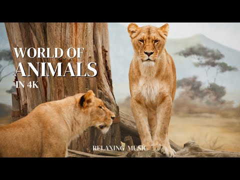 WORLD OF ANIMALS in 4K | Relaxing & Calming Music