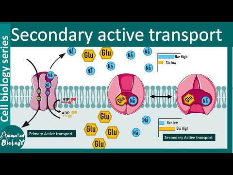 Secondary active transport | Primary vs secondary active transport | Transport across membrane