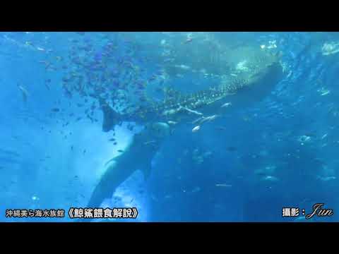 沖繩美麗海水族館《鯨鯊餵食解說》/沖縄美ら海水族館《ジンベエザメの給餌解説》