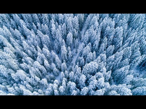 Flying Over Beautiful Forests Through Seasons (No Sound) — 4K UHD Screensaver