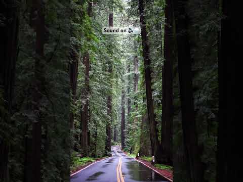 Avenue of the Giants in the Rain is MAGICAL 🌧️🌿🌲